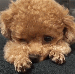 pink-natural:Tiny Brown Puppy Gif Set X