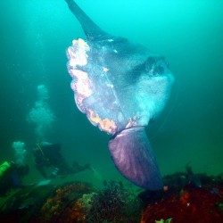 rhamphotheca:  Also known as the ocean sunfish, the Mola mola is the heaviest bony fish in the world, weighing as much as 5,000 pounds and measuring up to 14 feet from fin tip to fin tip!  This big fella is paying a visit to NOAA marine archaeologists