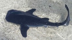 todayinsharknews:  Islanders find 1 ½ foot baby whale shark in the Maldives     A whale shark this young has never been spotted in the Maldives and this is a ‘joyous occasion’, said the Marine Research Center (MRC).      It is speculated that the