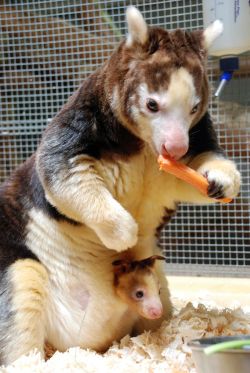 awwww-cute:Endangered Tree Kangaroo with baby in pouch (Source: http://ift.tt/2lkwl4D)