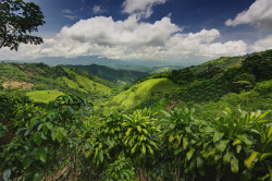 badartteacher:  Places I Have To Visit! Costa Rican Rainforest, Costa Rica