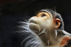 mymodernmet:  15 Fascinating Photos of Monkeys Deep in Thought 1. Look to the Heavens by Ann J. Sagel 2. Melancholy by Marsel van Oosten 3. Introspection by Marsel van Oosten 4. Sweet Dreams by Kiyo Photography See the full list on My Modern Met.  they