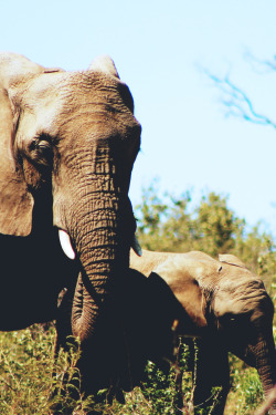 woolcott:  Elephants - WLCT