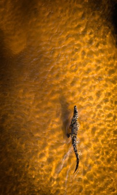 slither-and-scales:   Nile Crocodile by ryan green  