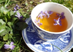 tea-world:  Violets are now blooming and can be found pretty much everywhere, so it’s time to make a nice cup of violet tea :) Collect leaves and flowers, clean them, then dry them or use them fresh. For one cup of tea, you’ll need 2-3 teaspoons of