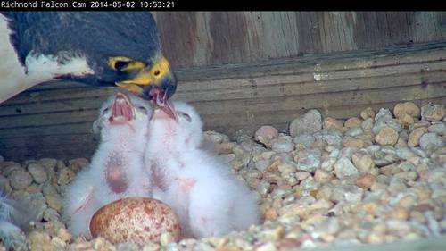 A falcon feeding their two chicks with an egg in the foreground