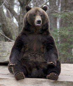 bears&ndash;bears&ndash;bears:  Fappy by Valerie “Fappy = fat &amp; happy.” 