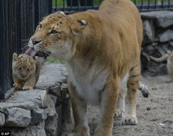     unusuallytypical-blog: A Russian zoo is home to a unique animal - the liger. It is half-lioness, half-tiger. Mother Zita is pictured licking her one month old liliger cub   I DON’T GIVE A SHIT WHAT YOU CALL IT LOOK AT HER HAPPY LITTLE FACE IN THE