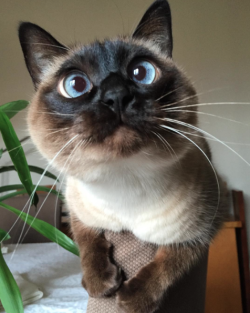 catsbeaversandducks:  Agata: She’s Cute, Crazy And Cross-Eyed “What?! I’m not cross-eyed!” Photos by ©Agata 