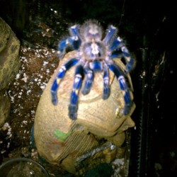 batsandspiders:  Stevie, she’s my prized P. metallica #spider #tarantula #spiderlove #gooty #pmetallica