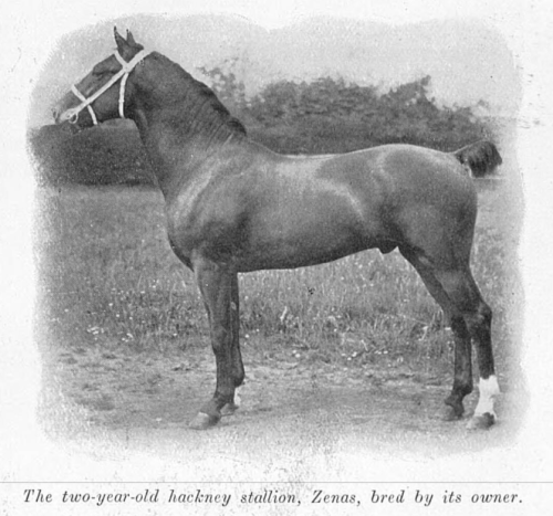 hippography:  The two-year-old hackney stallion, Zenas, bred by its owner.   Illustrated Sporting and Dramatic News - Saturday 18 July 1903.   