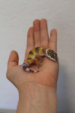 sweet-slither-friend:  sweet-slither-friend: mr-everywhere:  sweet-slither-friend: small angry child I really wanted to get a leopard gecko that looks like this mine is albino. they didn’t have any like this  I don’t know Charlie’s exact morph but