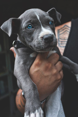 4ever-horngry:  OMG the dogs eyes.