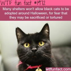 wtf-fun-factss:  Black cats for halloween - WTF fun facts
