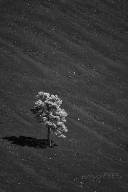 &ldquo;Vanguard&rdquo; Sunset Crater, northern Arizonasolitary tree on cinder conean infrared image-jerrysEYES