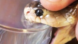 vicemag:  Getting High Injecting Snake Venom  The hemotoxins in a tree viper’s venom attack human blood cells and can result in an agonizing death in less than 30 minutes. The neurotoxins in a cobra bite can kill a person in half that time. So why has