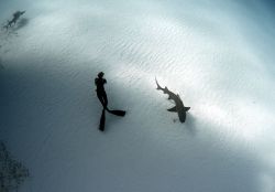 lifeunderthewaves:   Beauty and The Beast   A female freediver takes in the underwater scene, as a lemon shark slowly swims by    Photograph by Raul Boesel   