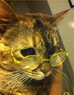 phoneus:  afabulousmisanthrope:  phoneus:  i guess when i was sleeping my mom took pictures of my cat wearing tiny glasses with my phone  Is that Professor McGonagall?  no her name is Flesh Crease 