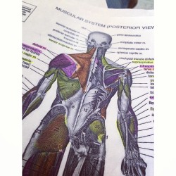 Dejense querer para poder estudiar cn mas exactitud&hellip; #muscule #test #anatomia #study