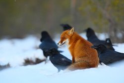 teaandwii:  fadeintocase:  earthandanimals:  Red fox sits among Ravens. Source  there is something supernatural taking place here that we are not understanding.  Tricksters sit with others in peace because they know there’s no point trying to outsmart
