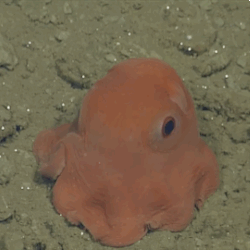 yellowstone-supervolcano:  huffingtonpost:  New Octopus Is So Adorable It Might Be Named Opisthoteuthis AdorabilisThe most adorable little octopus in the world looks like a cross between a Pac-Man ghost and a Pokemon creature.Just don’t ask for its