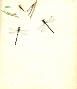 nemfrog:Dragonflies. Entomologia terrae novae [manuscript]. 1833.
