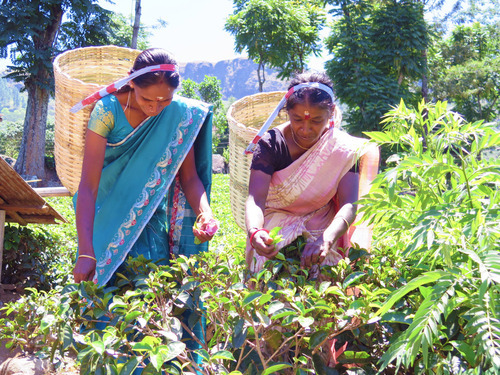 Sri Lanka Road Trip Tour 2 Days nuwara eliya tea plantatiok