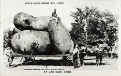 Tall-Tale Postcard - Potatoes grow big here