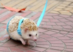 tailschannel:    I just found out that Hedgehog Harnesses are real. Well then.     I did not doubt this lol XD