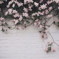 princess-peachie:  bellesandghosts:  Clematis are in season!   I just walked past some of these and kept cooing at how beautiful they were… So happy I now know the name!! ^^ 
