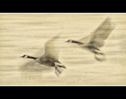 &ldquo;Flight Of Fancy&rdquo; This is more to my liking, with regards to capturing motion.Captured in 2011. Iowa. This image is not to most folks liking.  My camera club panned it.  And it was not selected for display in the 2012 Iowa State Fair Photograp