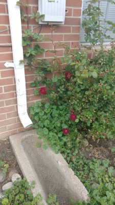 My rose bush out front has exploded in blooms the last few days.