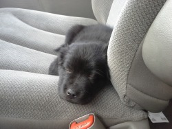 deadlift-khaleesi:  meladoodle:   this puppy is NOT wearing a seatbelt   Lee used to look like this