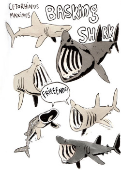 sketchshark:  Shark Week Sketchbookery 2!! Basking shark, bonnet head shark, and of course the Great White Shark. 