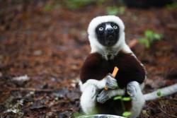  RIP Jovian, or more commonly known on TV as Zoboomafoo. He passed away today on November 11, 2014 at the age of 20. I hope he’s swinging around lemur heaven right now. 