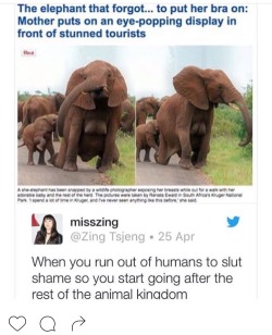 Honestly didn&rsquo;t know elephants got boobs like that