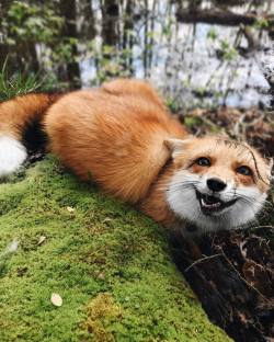 everythingfox:  Just hangin’ out in moss, doing fox things. Smiling and stuff.Juniper the Fox