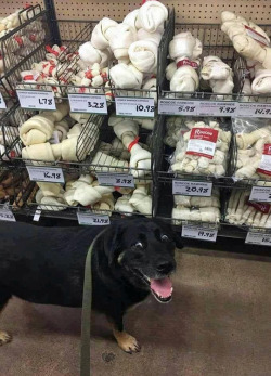 thewolf-in-me:  tastefullyoffensive: “Are you seeing this sh*t, human?” (via convicttv) These chews are called rawhide chews, and please please PLEASE FOR THE LOVE OF GOD NEVER GET YOUR DOGS THESE!! They’re so FUCKING bad and even dangerous for