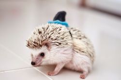 littlefreeman:  Fact: 17% of all shark attacks are actually hedgehogs pretending to be said sharks. 