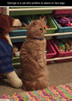 demiurgeaesthetics:  magnolia-noire:  tastefullyoffensive:  He looks so concerned about everything. (photos by egzo)Previously: Albert the Angry Sheep Cat  I don’t like him  Is this Garfield? 