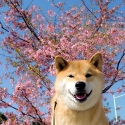 kingdomy:  Shinjiro Ono - Marutaro I was born on October 20, 2007 (Marutaro’s birthday). I’m a Shiba-inu—a breed that is an official national monument of Japan. I’m a bit bigger than the standard Shiba, weighing in at 18 kilos rather than the