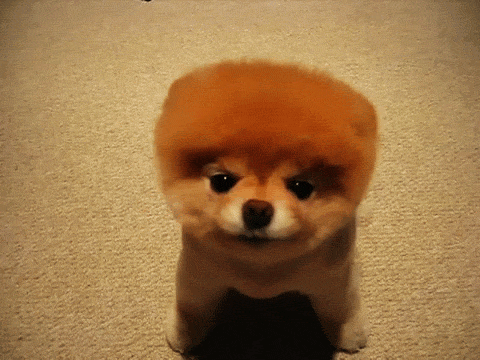 pomeranian cute puppy gif | WiffleGif