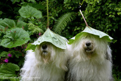 blacksquares:  callingoutbigotry:  These leafdogs soothe my soul  this is the highest level of wizard