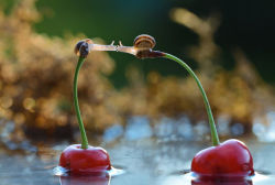 averyangryfeminist:sweet-bitsy:bedabug: Snails Kiss On Cherries [photo by Vyacheslav Mishchenk]  THIS IS EVERYTHING I WANT MY LIFE TO BE   Noot Noot