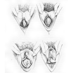 pussymodsgaloreNo pussy mods, but illustrations to demonstrate a point. Pussies come in an infinite number of varities. I have seen this fact used to make the point that there is no such thing as a &ldquo;normal&rdquo; pussy, I would like to turn it aroun