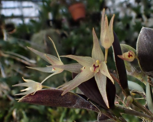 orchid-a-day:    Octomeria longipedicellata  December 13, 2019 