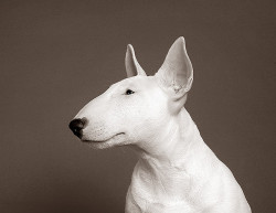 garabating:  Puppy Bull Terrier by Piotr Organa   I&rsquo;ll have a Bull Terrier just like this 1 and name him Vader. Yes, &lsquo;cause of Darth Vader. Problem? Didn&rsquo;t think so.