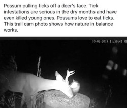 friendly-neighborhood-patriarch:  black-labs-matter:  How opossums help fight ticks and Lyme disease    Thanks! 