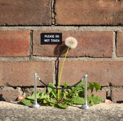 culturenlifestyle:  Amusing Street Signs by Michael PedersonArtist Michael Pederson has turned the ordinary into an amusing and fun piece of art. By breaking the monotonous routine of everyday signs in Sydney, Pederson quietly intervenes by sharing