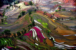 nubbsgalore:the remote, secluded and little known rice terraces of yuanyang county in china’s yunnan province were built by the hani people along the contours of ailao mountain range five hundred years ago. during the early spring season, the terraces,